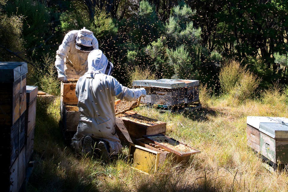 Historia e Mjaltit origjinal Manuka